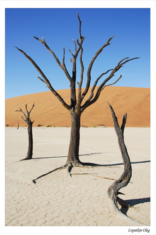 фото "Dead vlei 2" метки: путешествия, Африка