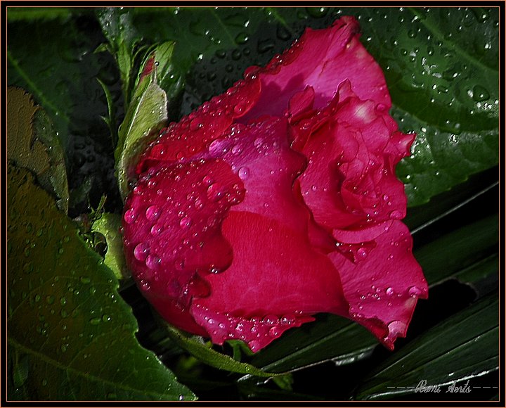 фото "the rose" метки: природа, макро и крупный план, цветы