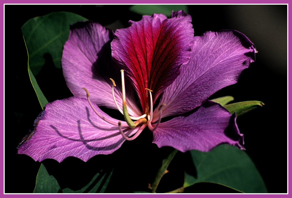 photo "* * *" tags: nature, macro and close-up, flowers