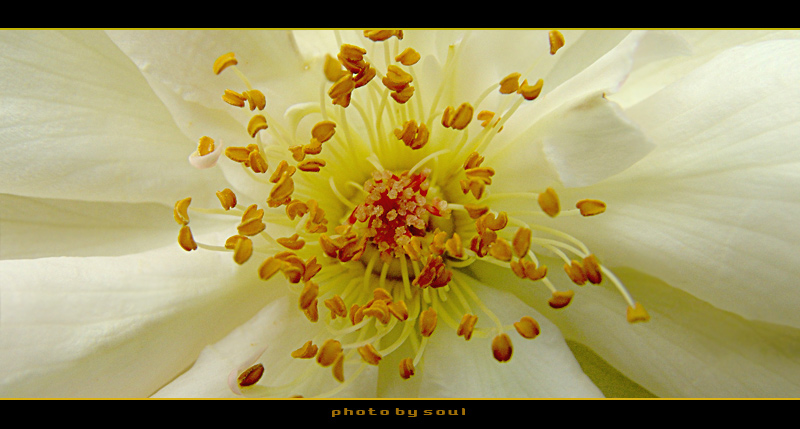 photo "...Yellow" tags: macro and close-up, nature, flowers