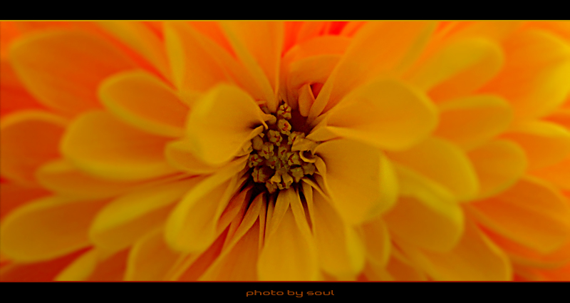 photo "...Orange" tags: macro and close-up, nature, flowers