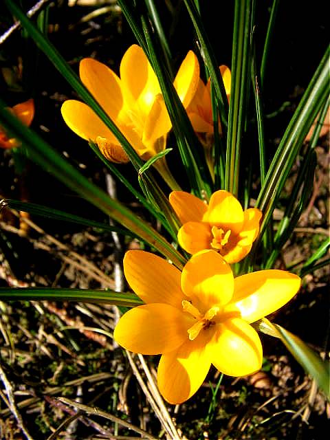 photo "Spring time" tags: nature, flowers