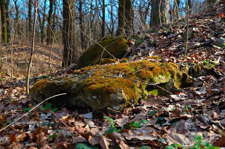 photo "Even stones become green in the spring" tags: nature, 