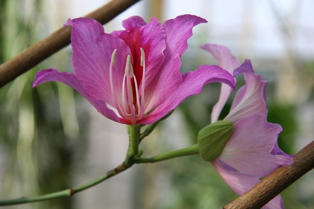 photo "Flowers" tags: nature, macro and close-up, flowers