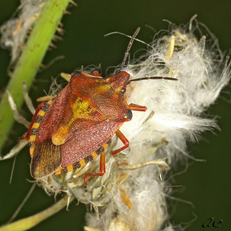 photo "***" tags: nature, macro and close-up, insect