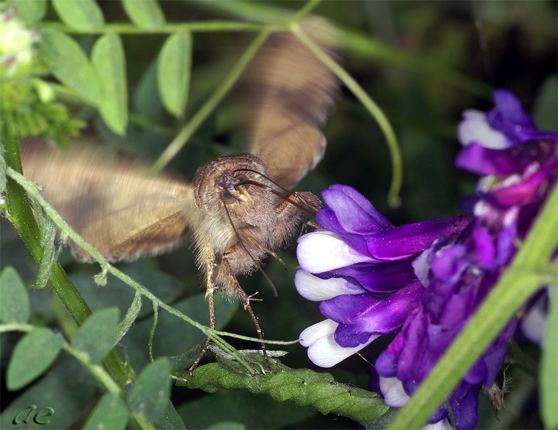 photo "***" tags: nature, macro and close-up, insect