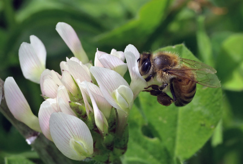 photo "***" tags: nature, macro and close-up, insect