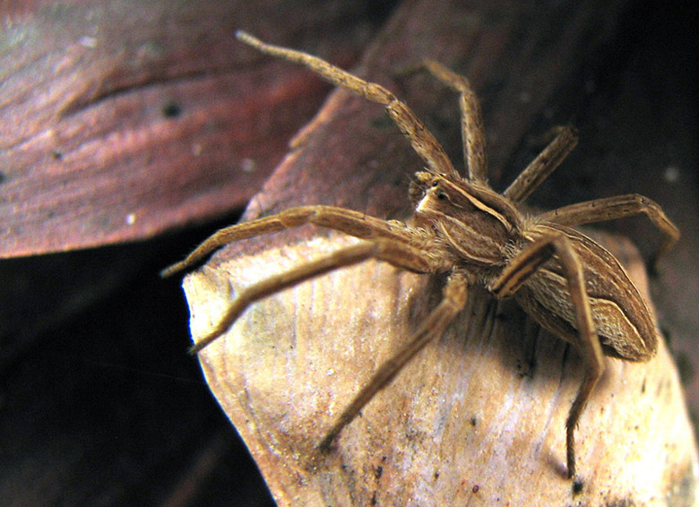 photo "Little spider" tags: macro and close-up, 