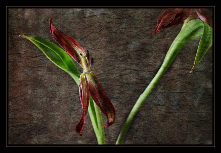 photo "***" tags: still life, 