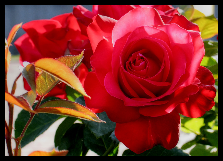 photo "Rose" tags: macro and close-up, nature, flowers