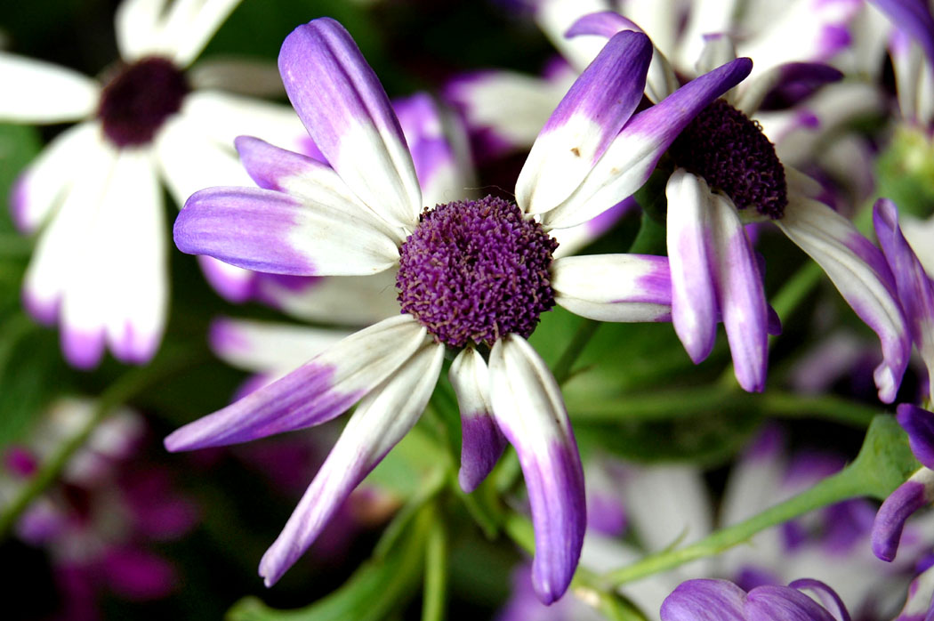 photo "For All of You!" tags: nature, macro and close-up, flowers