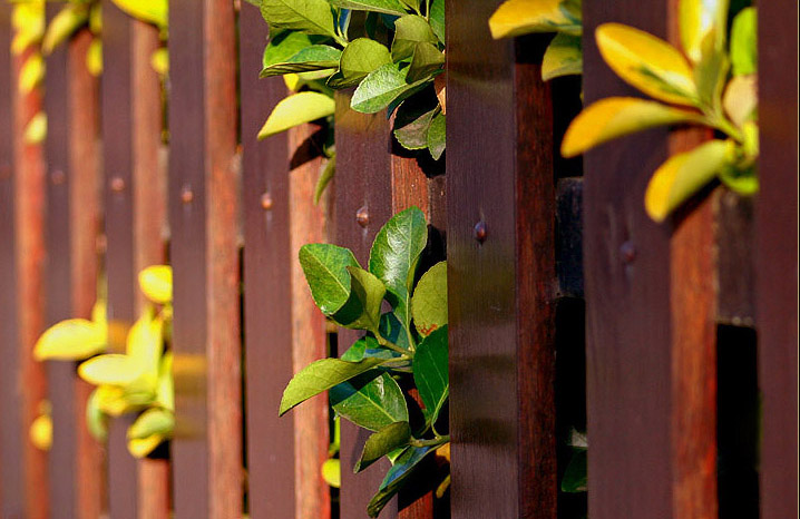 photo "Wall" tags: landscape, spring