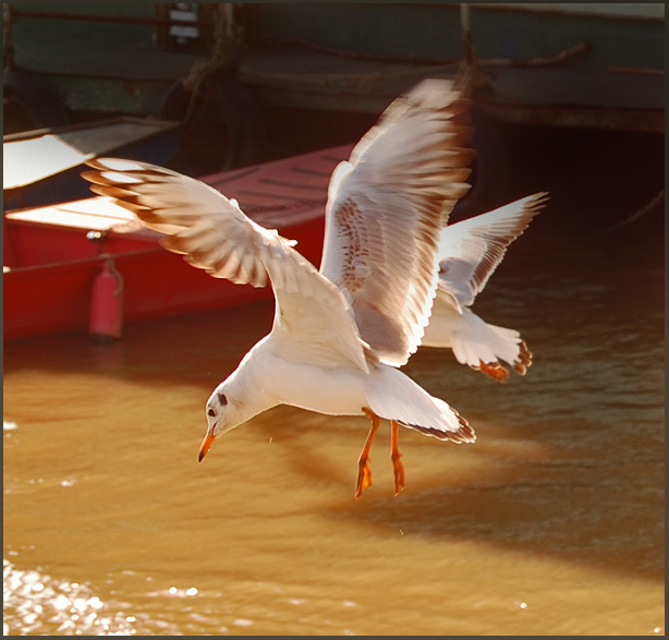 photo "Where is my fish?" tags: nature, wild animals