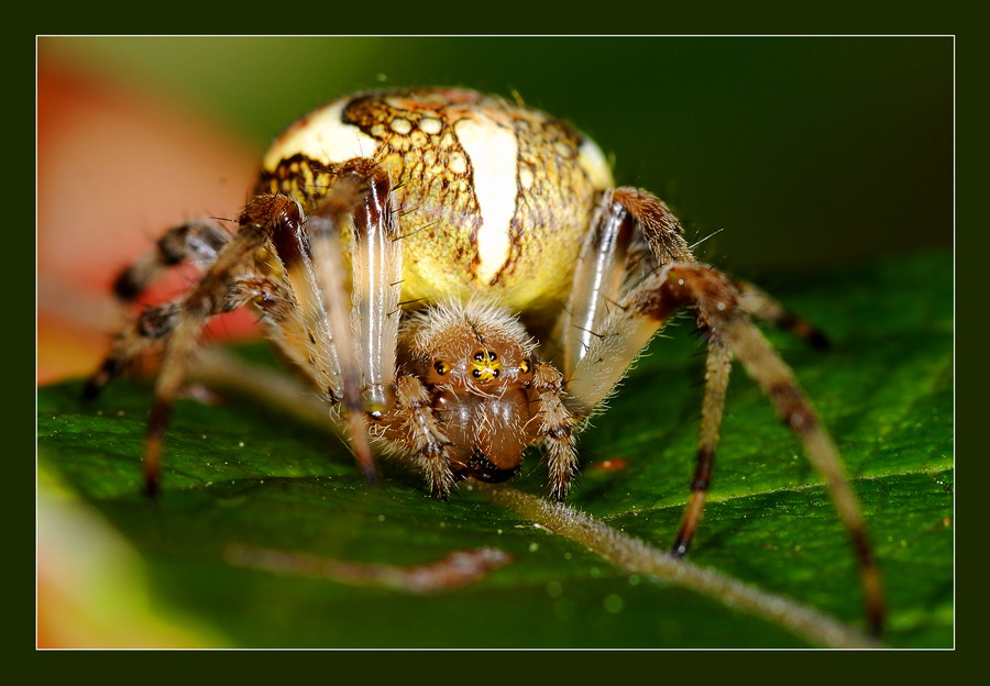 photo "***" tags: nature, macro and close-up, insect