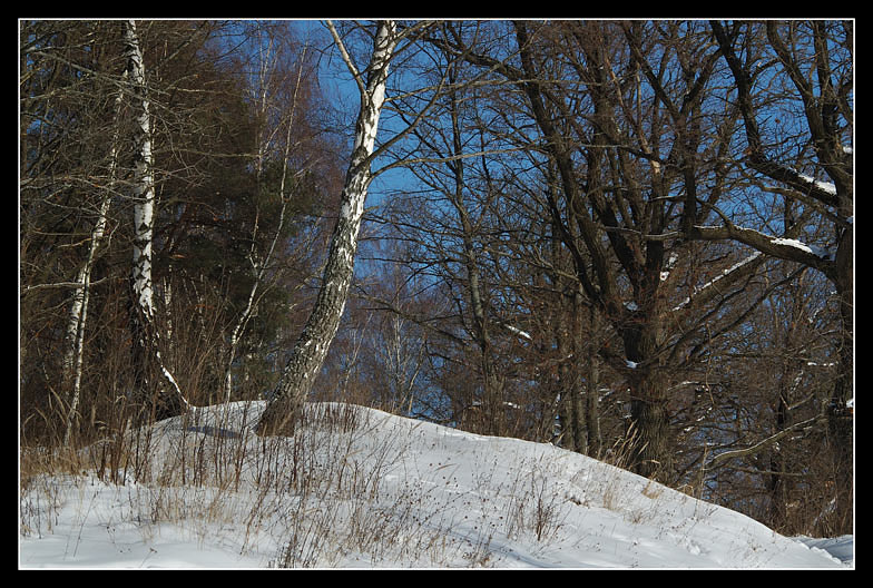 photo "The Winter. End of february" tags: landscape, forest, winter