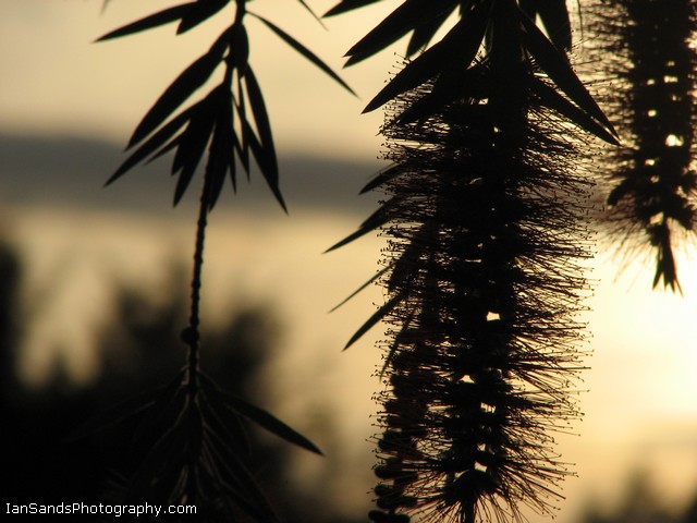 фото "Bottle Brush at Sunset" метки: природа, цветы