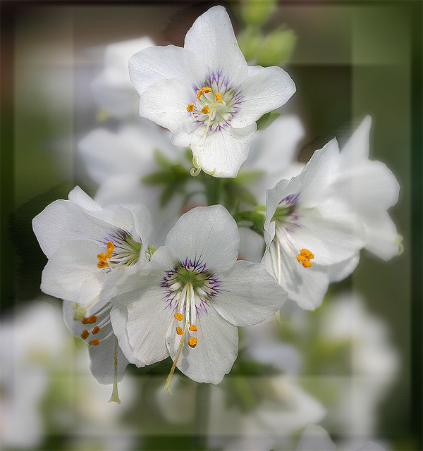 photo "*" tags: nature, macro and close-up, flowers