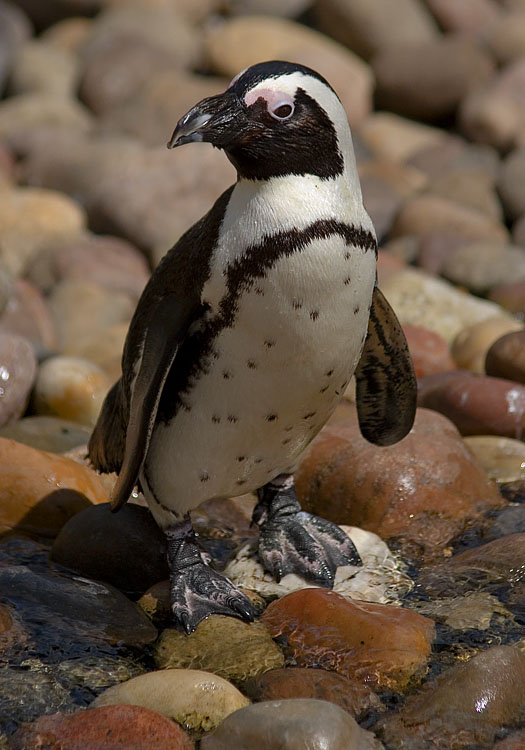 photo "Oh great, Im gonna get wet feet now !!!!!" tags: nature, genre, wild animals