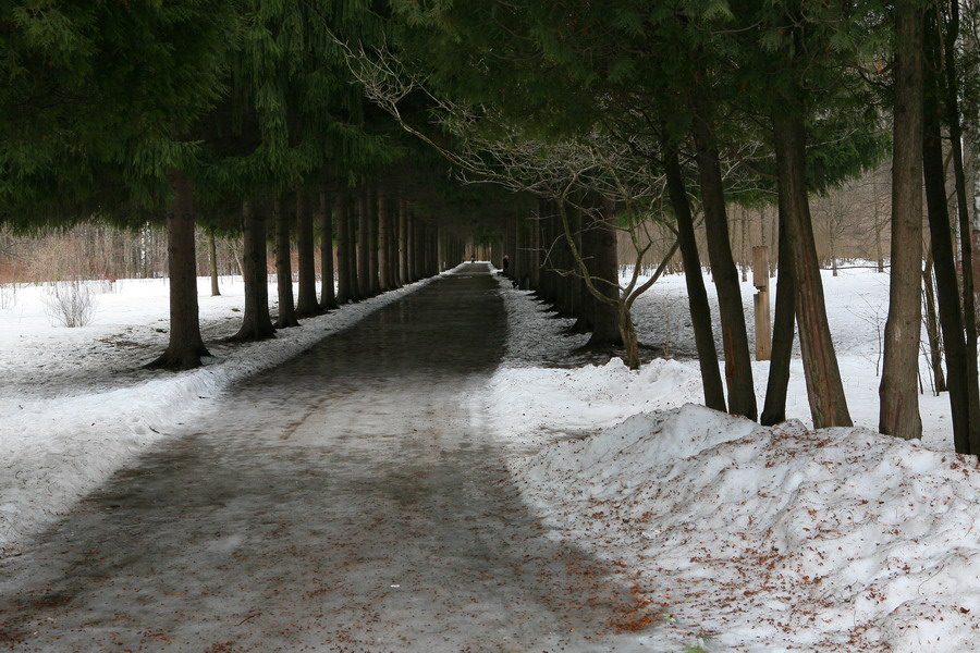 photo "Dark alley" tags: landscape, nature, winter