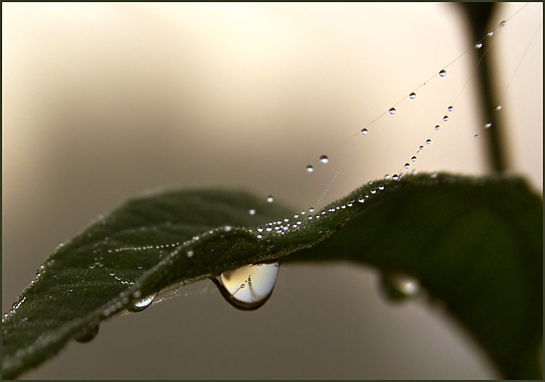 photo "A drop of rain" tags: macro and close-up, 