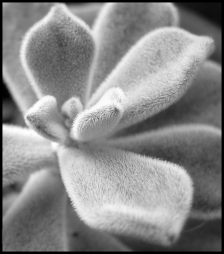 photo "BW" tags: macro and close-up, nature, flowers