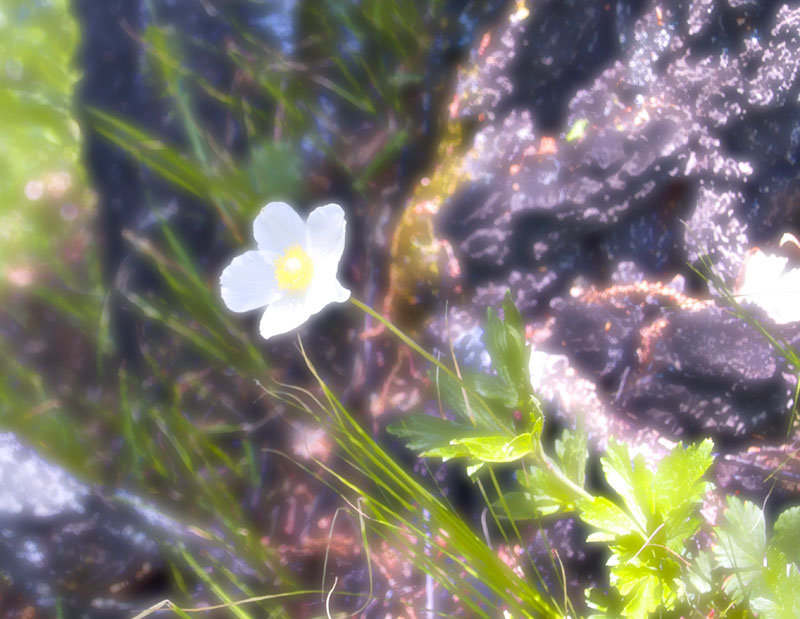 photo "***" tags: nature, flowers