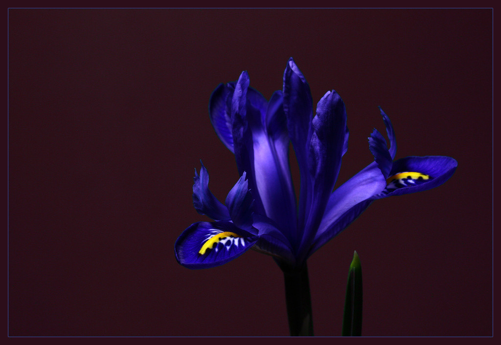 photo "Iris" tags: macro and close-up, 