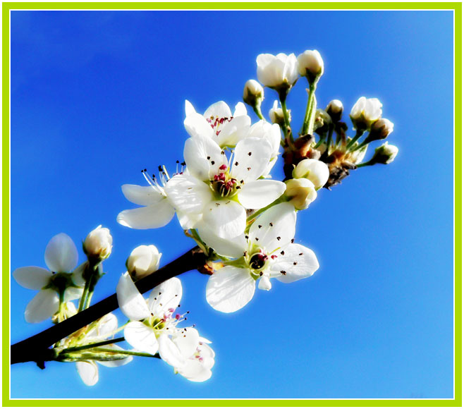 photo "Весенний полдень / Spring. Noon." tags: landscape, nature, flowers, spring