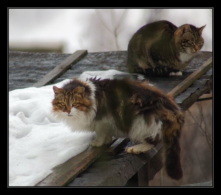 photo "Inhabitants of roofs" tags: nature, pets/farm animals