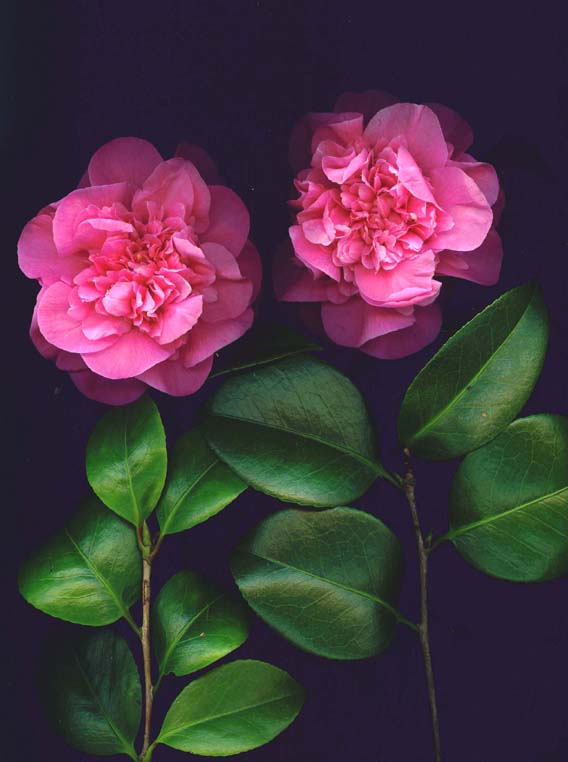 photo "" Double Trouble "" tags: nature, macro and close-up, flowers