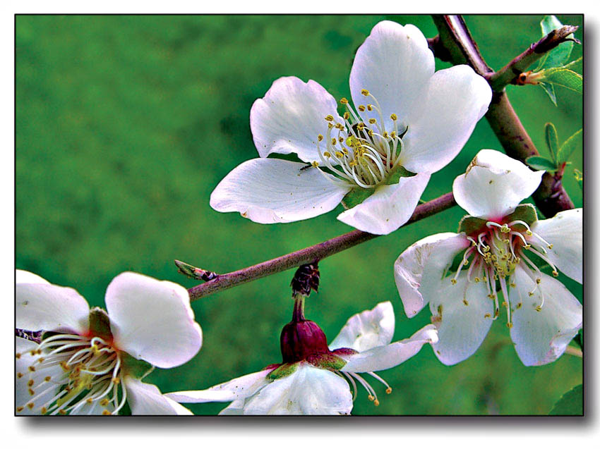 photo "Spring" tags: nature, macro and close-up, flowers