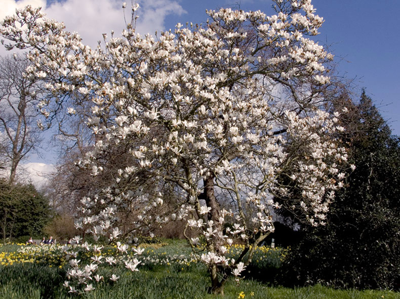 фото "Time to enjoy spring" метки: природа, цветы