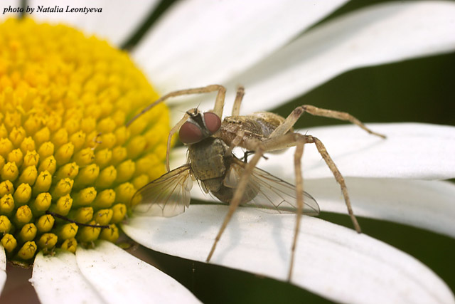 photo "Hunter" tags: macro and close-up, nature, insect