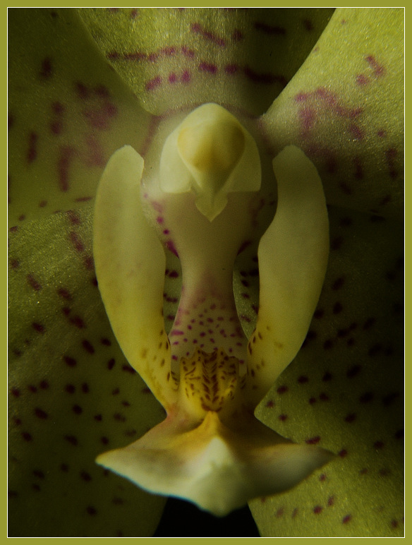 photo "Pigeon" tags: macro and close-up, nature, flowers