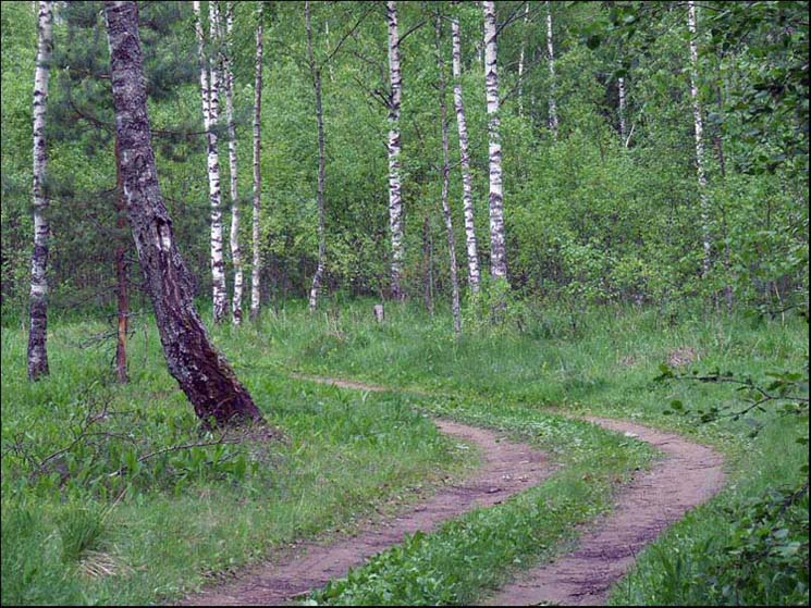 фото "прогулка в лесу" метки: природа, 