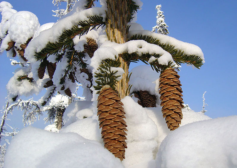 photo "***" tags: landscape, forest, winter