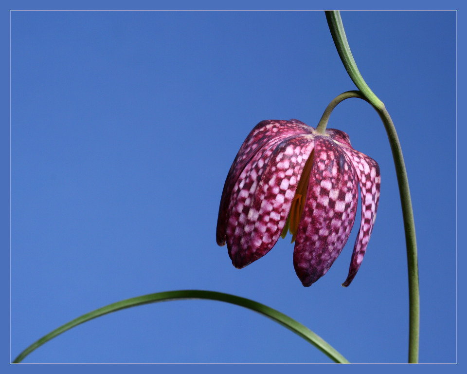 photo "Fritillaria meleagris" tags: macro and close-up, 