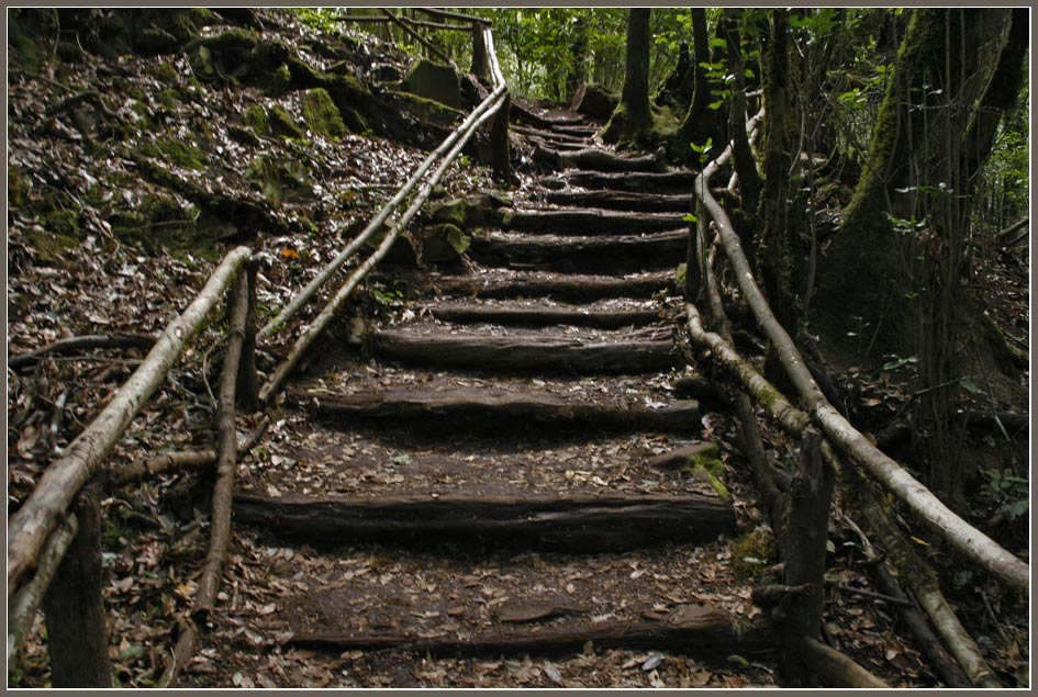 фото "La Gomera - Parque Nacional" метки: пейзаж, путешествия, Европа, лес