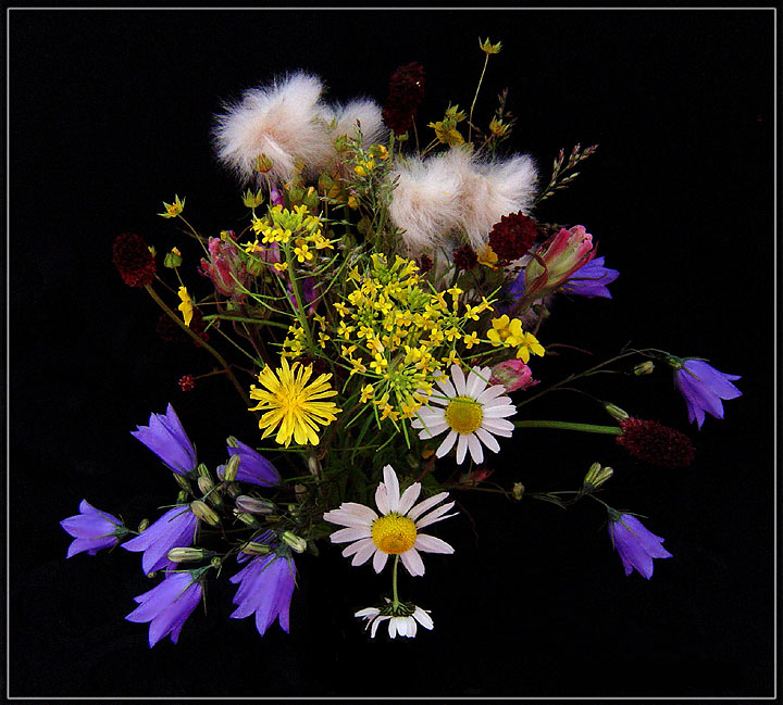 photo "***" tags: nature, still life, flowers