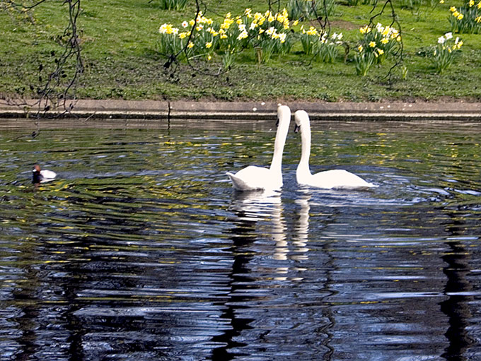 photo "Two swans" tags: nature, pets/farm animals