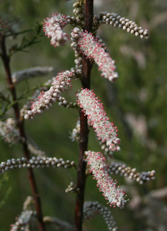 photo "flors" tags: nature, flowers