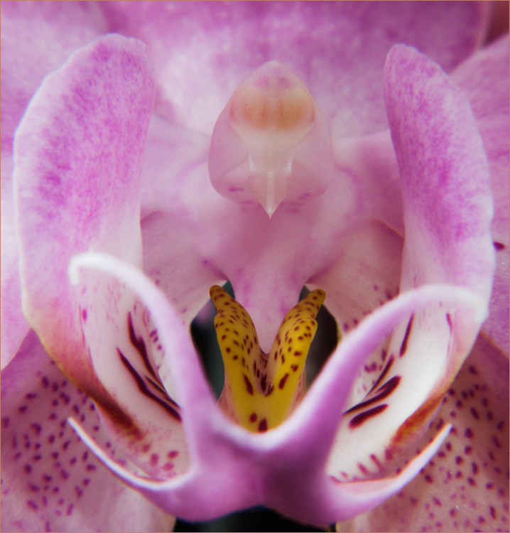 photo "***" tags: macro and close-up, nature, flowers