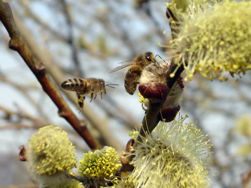 photo "***" tags: nature, insect