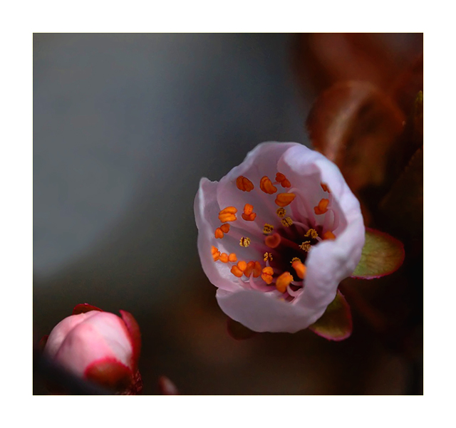 фото "Spring" метки: макро и крупный план, природа, цветы