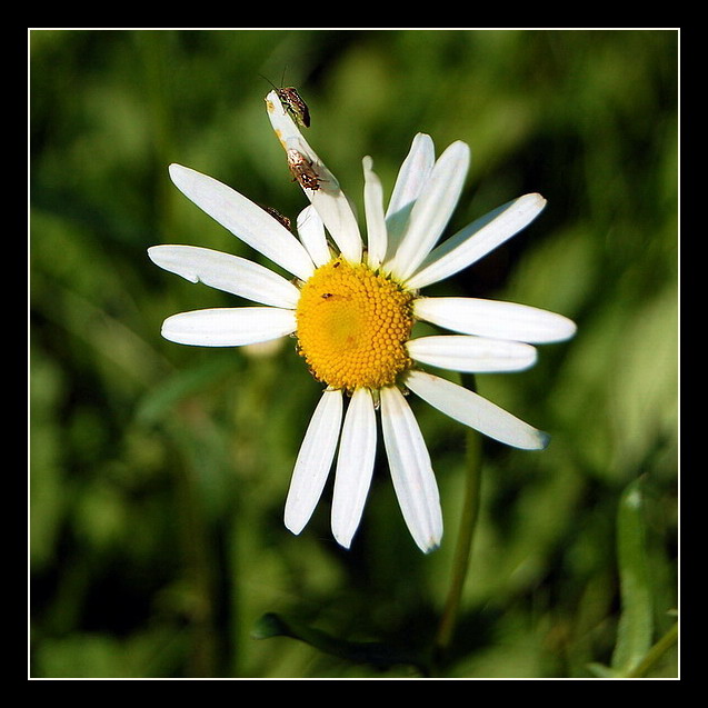 photo "***" tags: nature, flowers