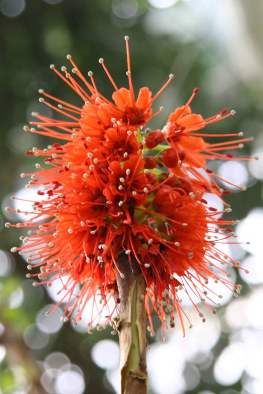 photo "Star" tags: nature, macro and close-up, flowers