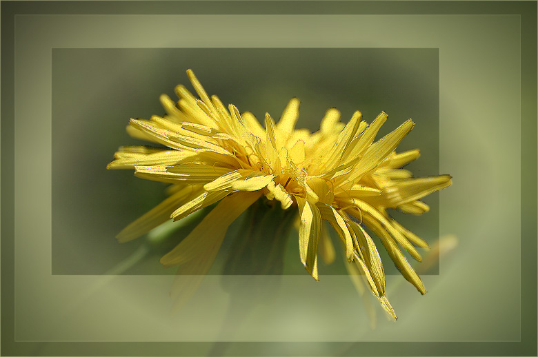 photo "Spring Light" tags: nature, macro and close-up, flowers