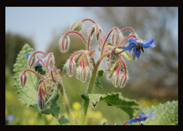 photo "esplendorosa" tags: nature, flowers