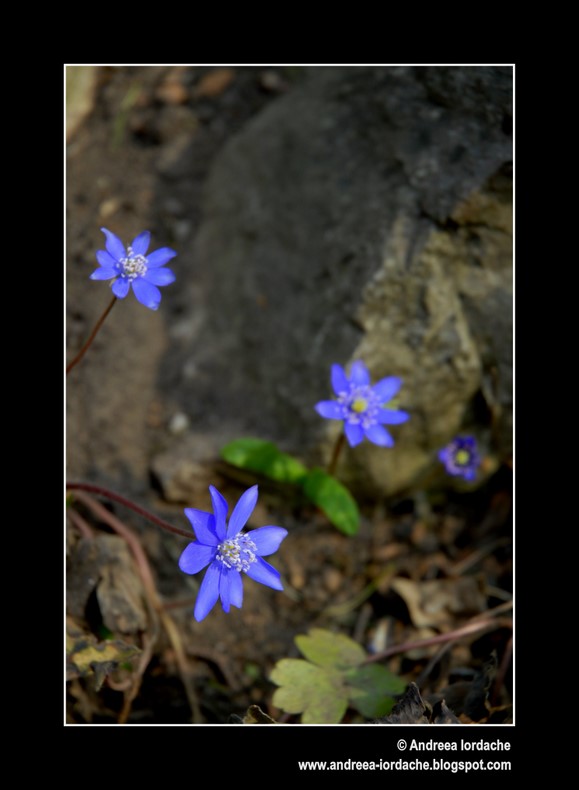 фото "Spring close up" метки: пейзаж, природа, весна, цветы