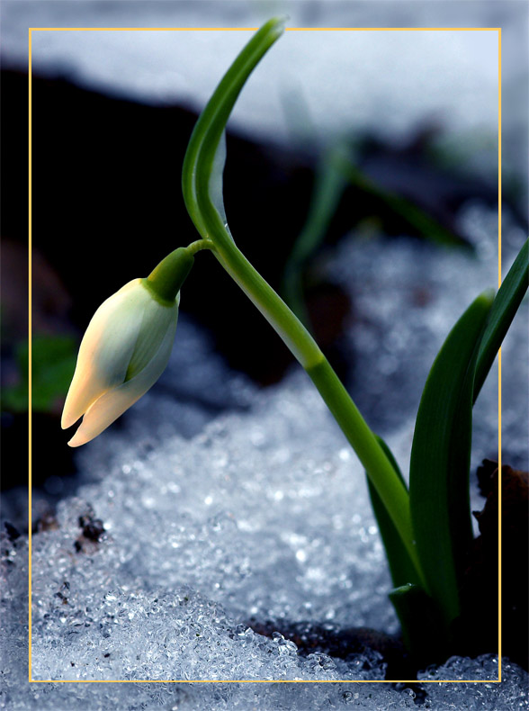 photo "Snowdrop" tags: nature, flowers